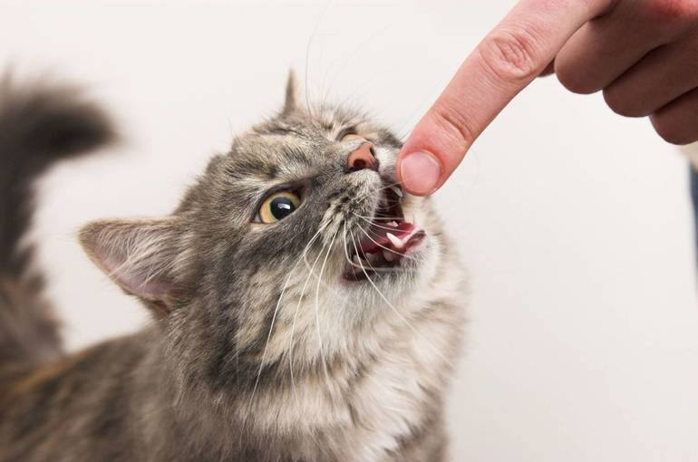 Десять причин кошачьей агрессии