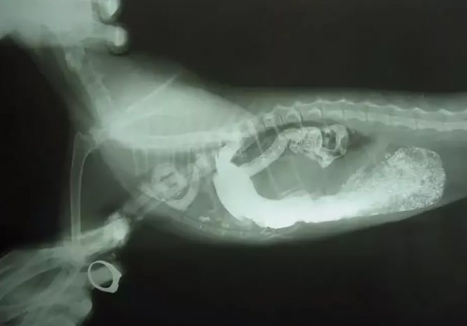 Диафрагмальная грыжа у кошки на рентгенограмме с контрастным веществом