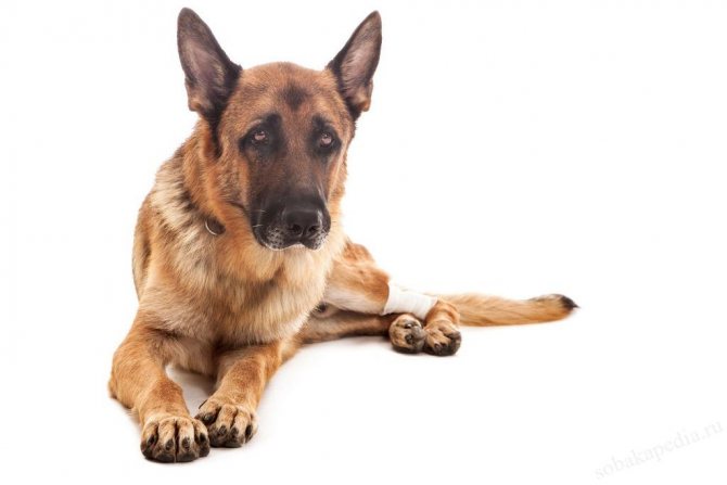 Диагностика артрита у собак