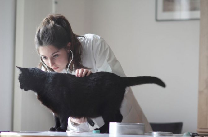 Диагностика болезней связанных с рвотой у кошек после еды