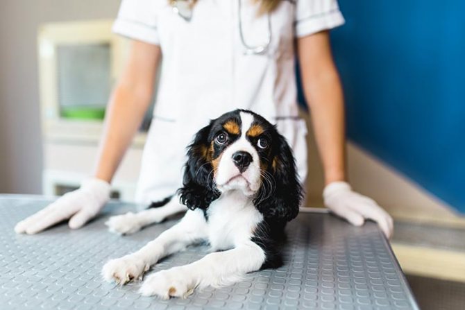 диагностика и лечение крови в моче у собак