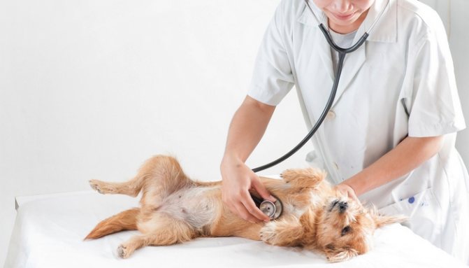 Диагностика ложной беременности у собак