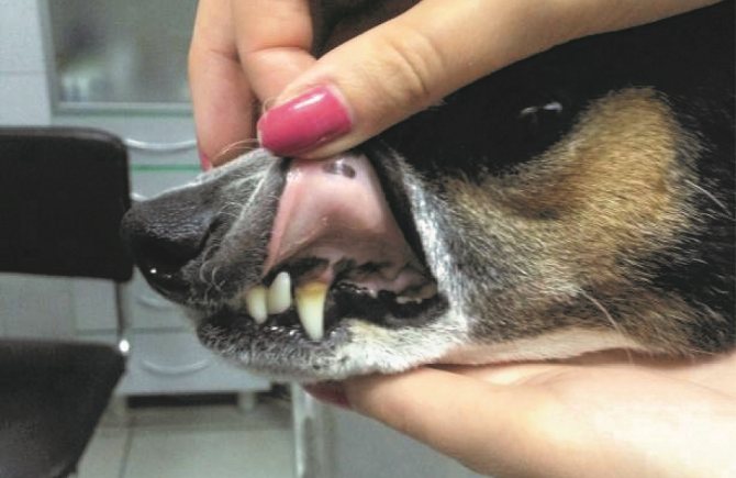 Диагностика микоплазмоза у собак