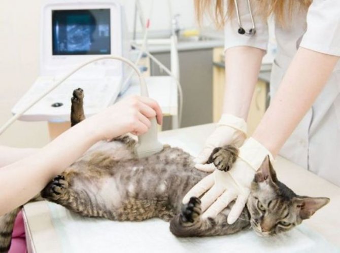Диагностика перитонита у кошек