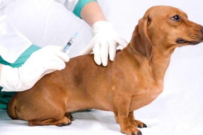 диагностика почечной недостаточности у собаки