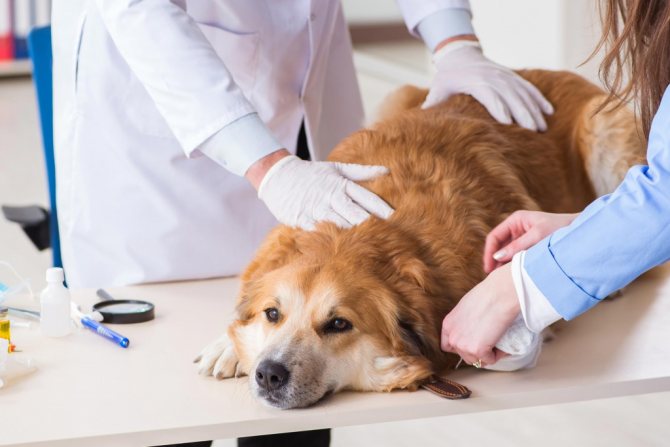 Диагностика при судорогах у собаки