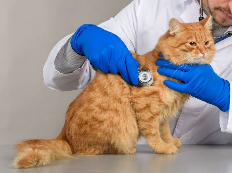 Диагностика причин крови в кале кота