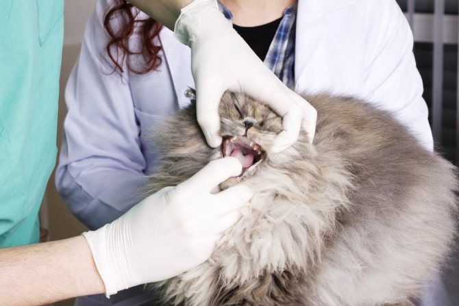 диагностика запаха изо рта у кошек