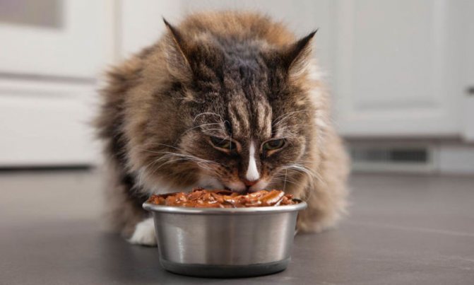 диета при диабете для кошек