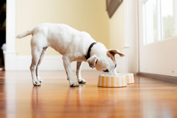 диета при гингивите у собак