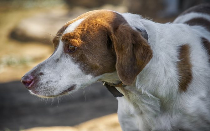 Диета при воспалении параанальных желез у собак