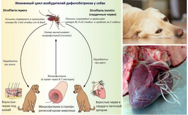 Дирофилляриоз у собак