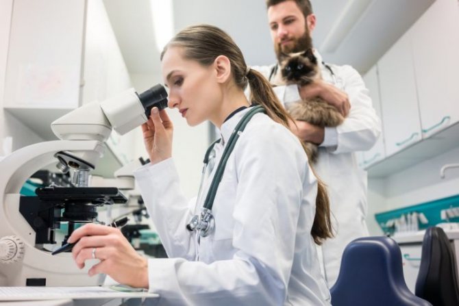 Дисбактериоз у кошек – миф или реальность?