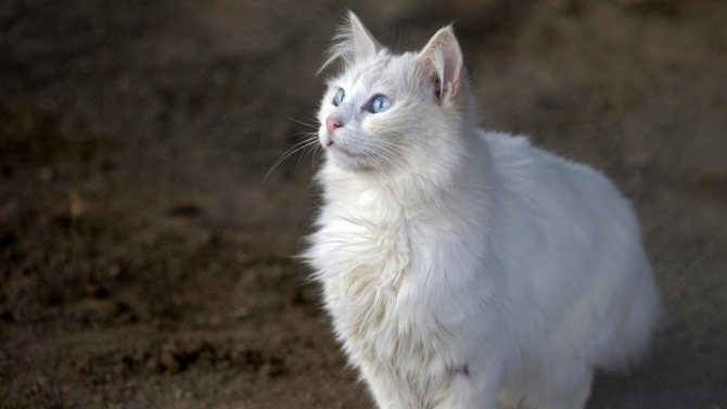 Длинношерстная ангорская кошка