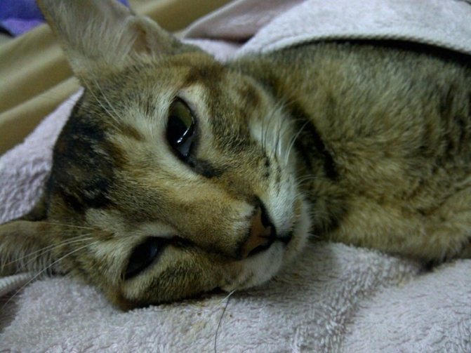 Для больной кошки необходим постельный режим