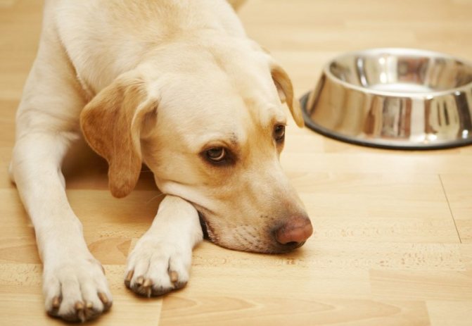 Для того, чтобы организм собаки очистился после отравления, важно не давать ей пищу в первый же день
