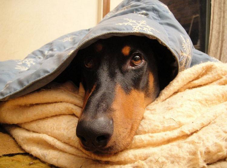 Доберман под одеялом