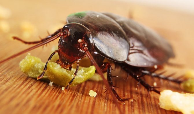 Дохлокс: инсектицидный гель для борьбы с тараканами