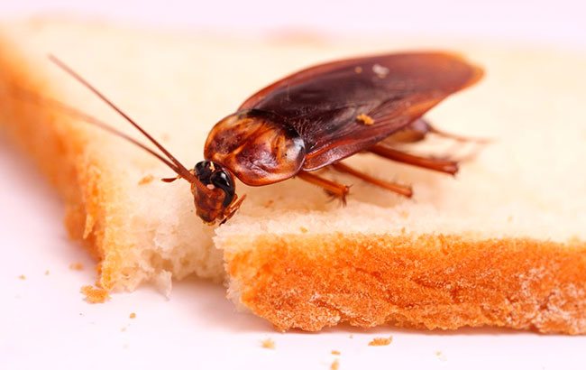 Домашние тараканы питаются остатками пищи со стола и в мусоре