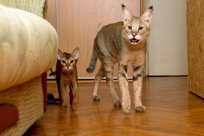 Домашний камышовый кот и абиссинская кошка.jpg