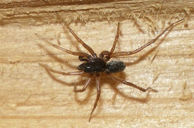Домовый паук (Tegenaria domestica)