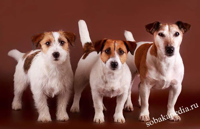 Дрессировка джек-рассел-терьера — этапы воспитания щенка