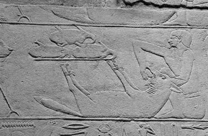 Древний Египет: домашнее животное - гиена.