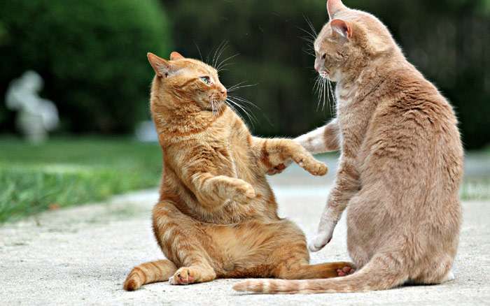 Два дерущихся рыжих кота, фото фотография