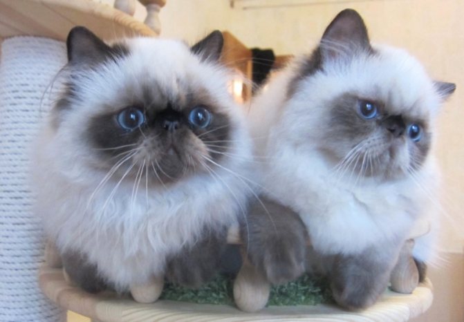 Два гималайских котенка