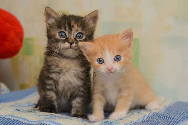 два котенка с глистами
