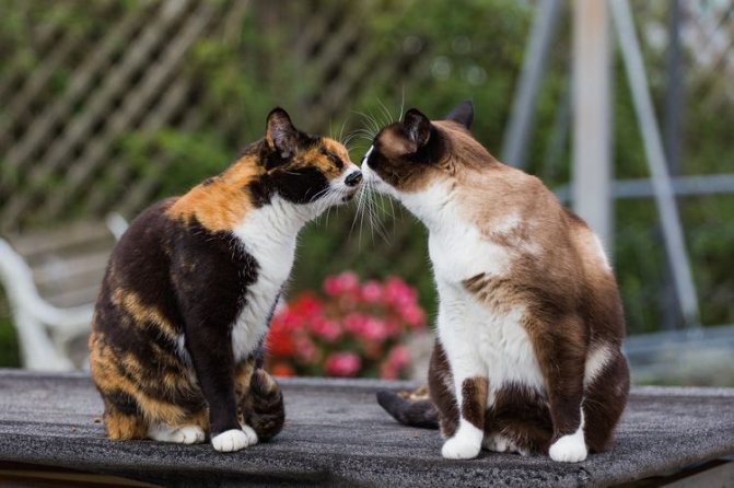 Две кошки нюхают друг друга