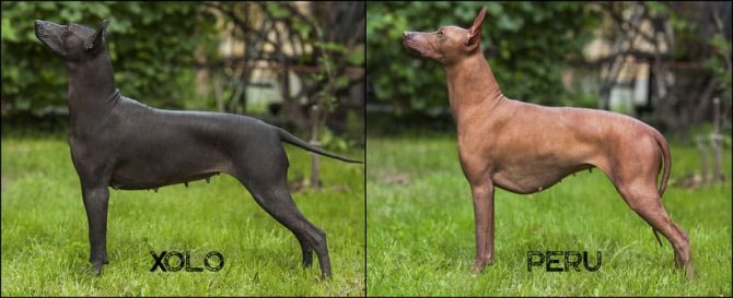 Две породы лысых собак: мексиканская и перуанская