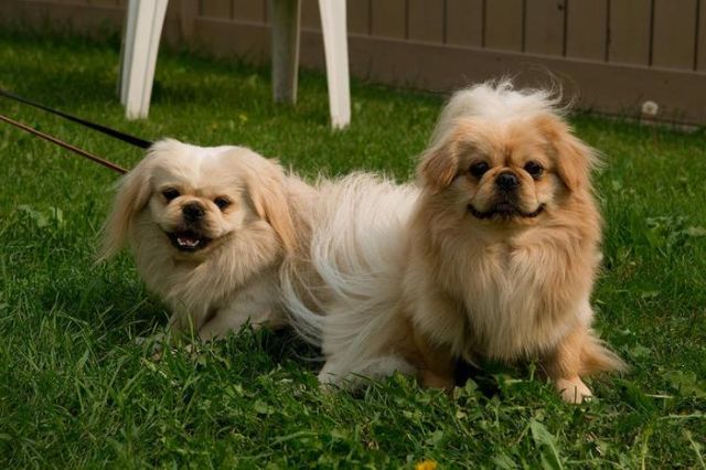 Две собаки на траве