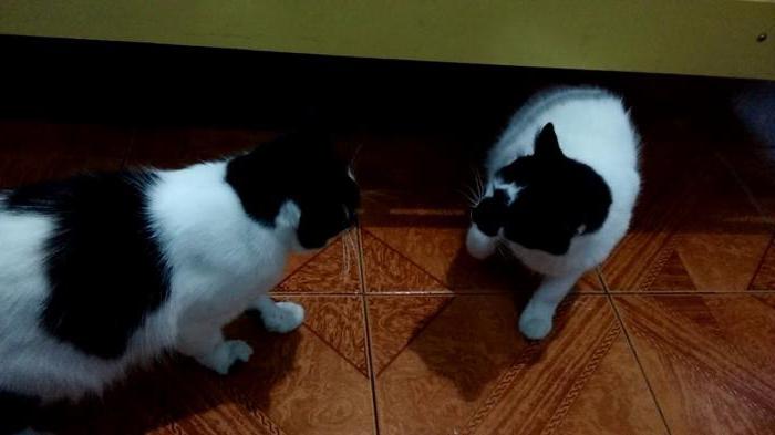 две взрослые кошки в одной квартире