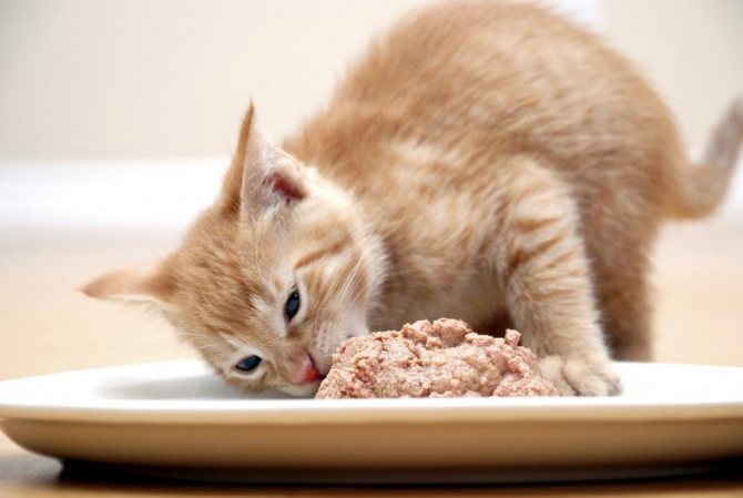 Еда для беременной кошки