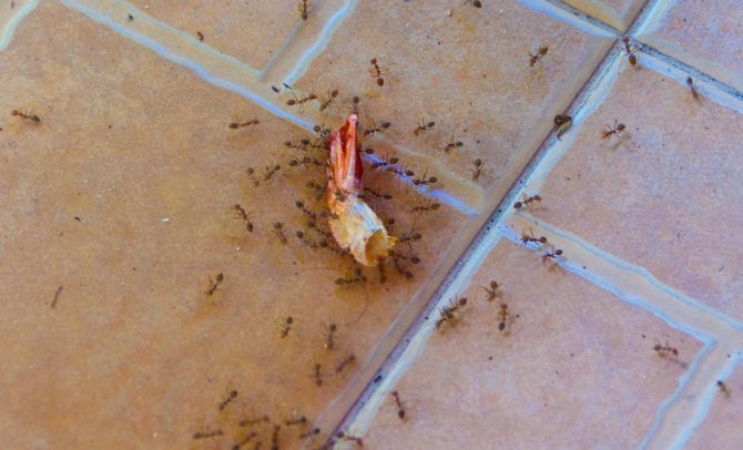 Еда на полу привлекает муравьев