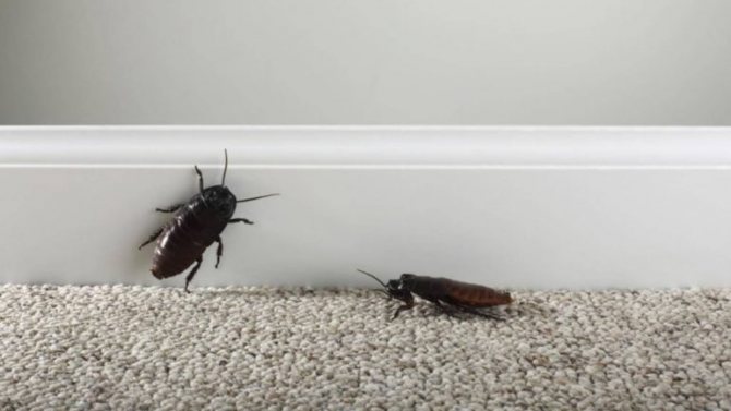 Эффективны ли народные средства от тараканов в квартире?