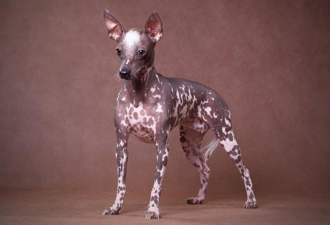 Эквадорская голая собака