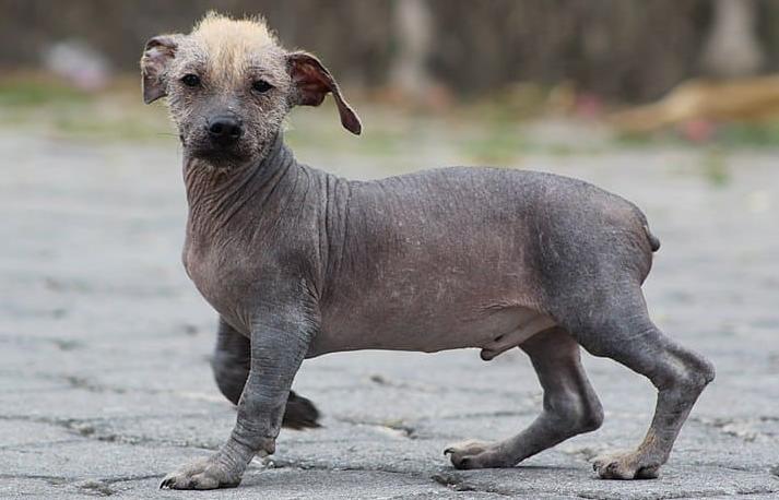 Эквадорская лысая собака