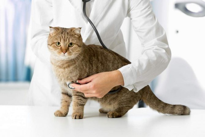 Энроксил для кошек в таблетках: описание, инструкция по применению