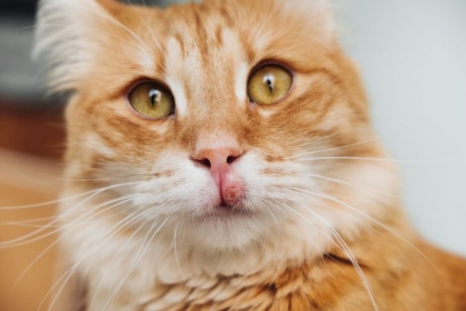 Эозинофильная гранулема у кошек: причины, лечение