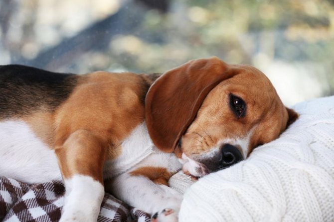эозинофильный миозит у собак