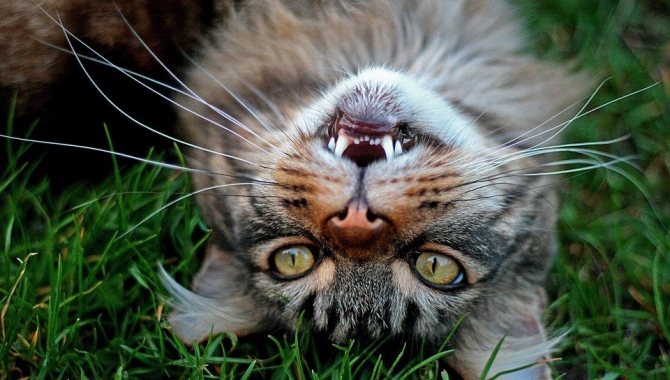 Если кошка начала дышать с открытым ртом, возможно она отравилась
