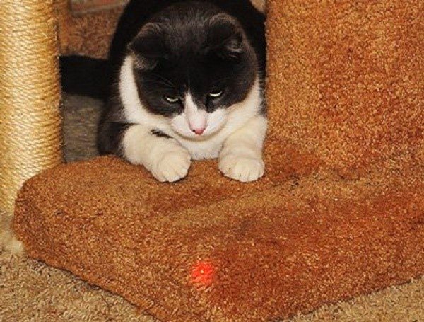 Если кошка не играет с лазером, скорее всего у нее имеются проблемы со зрением