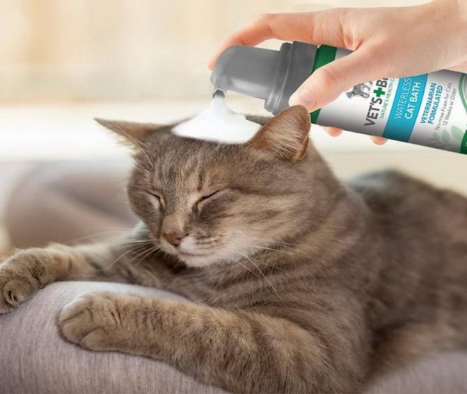 Если молодой котик боится воды, то шерсть лучше чистить с помощью сухого шампуня