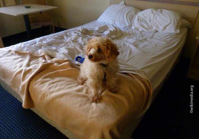 Если собака гадит на кровать, надо перестать пускать ее