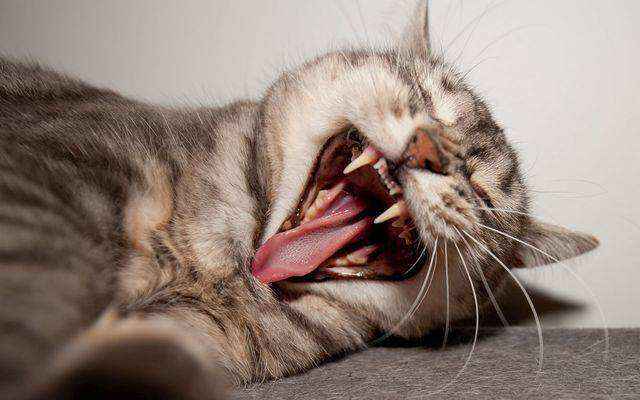 Если у кошки болят зубы симптомы
