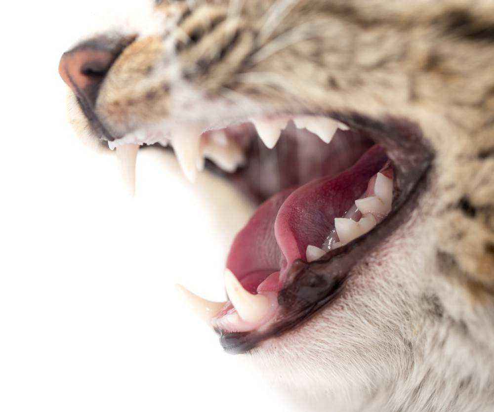 Если у кошки болят зубы симптомы