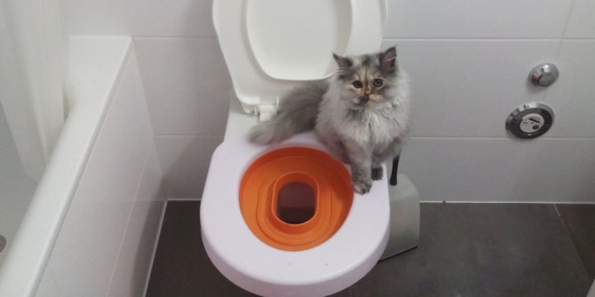 Если владелец не желает ставить в квартире кошачий туалет, то есть альтернативный выход – специальная накладка на унитаз