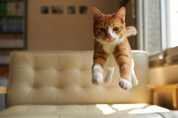 Если вовремя прыжка кошка не потеряла равновесие, то с ней все в порядке
